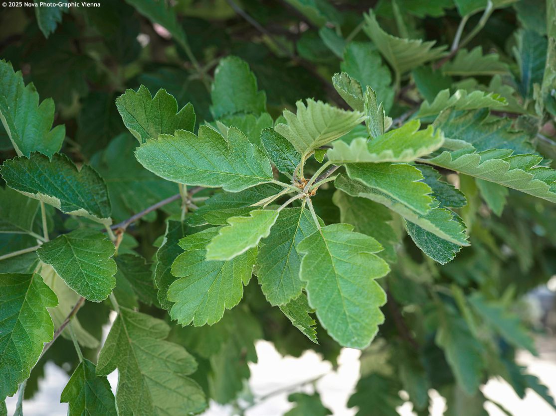 sorbus intermedia