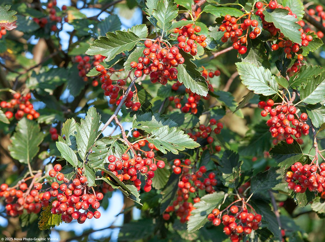 sorbus intermedia