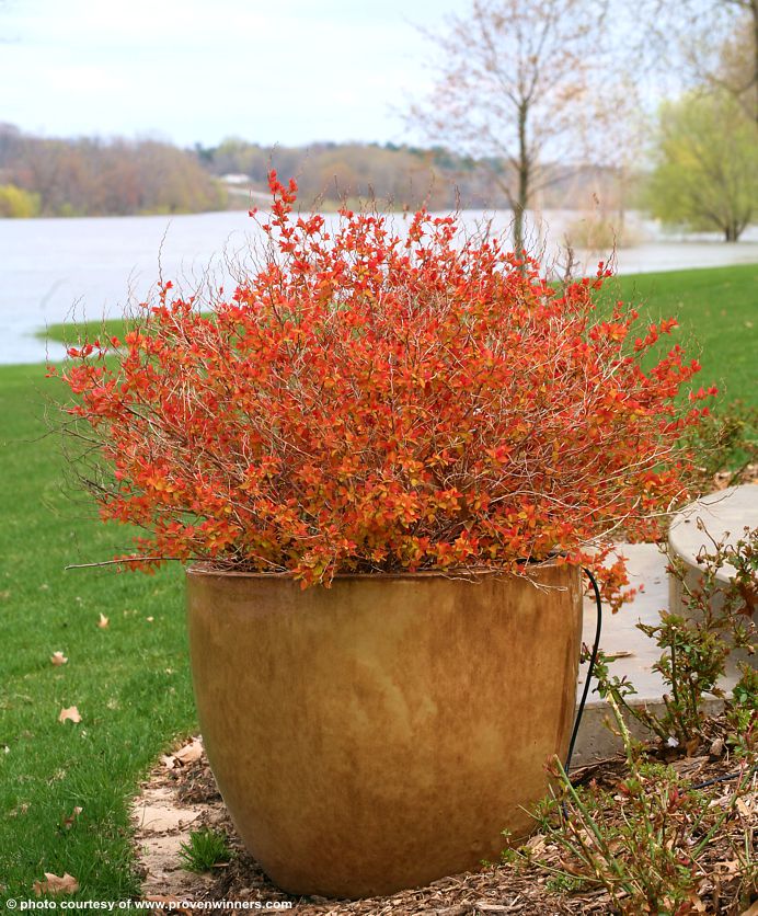 spiraea japonica Double Play Big Bang