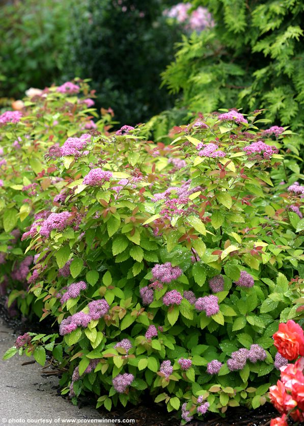 spiraea japonica Double Play Big Bang