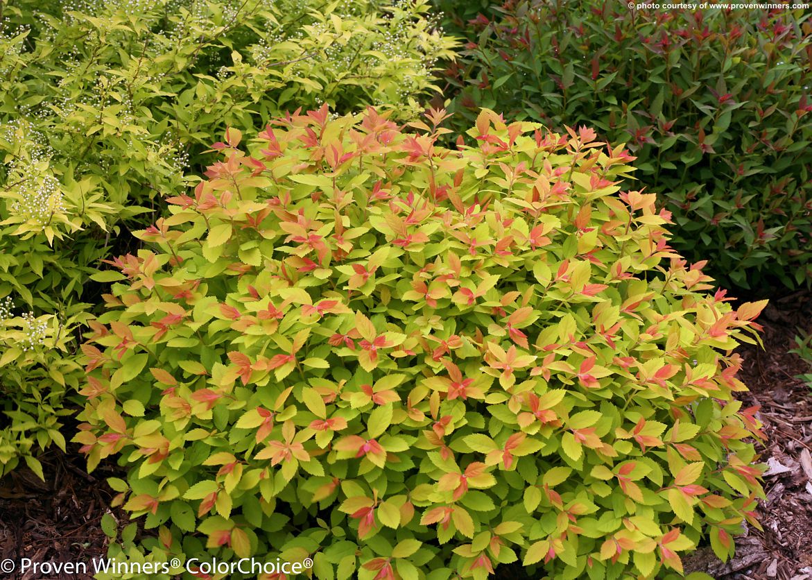 spiraea japonica Double Play Big Bang