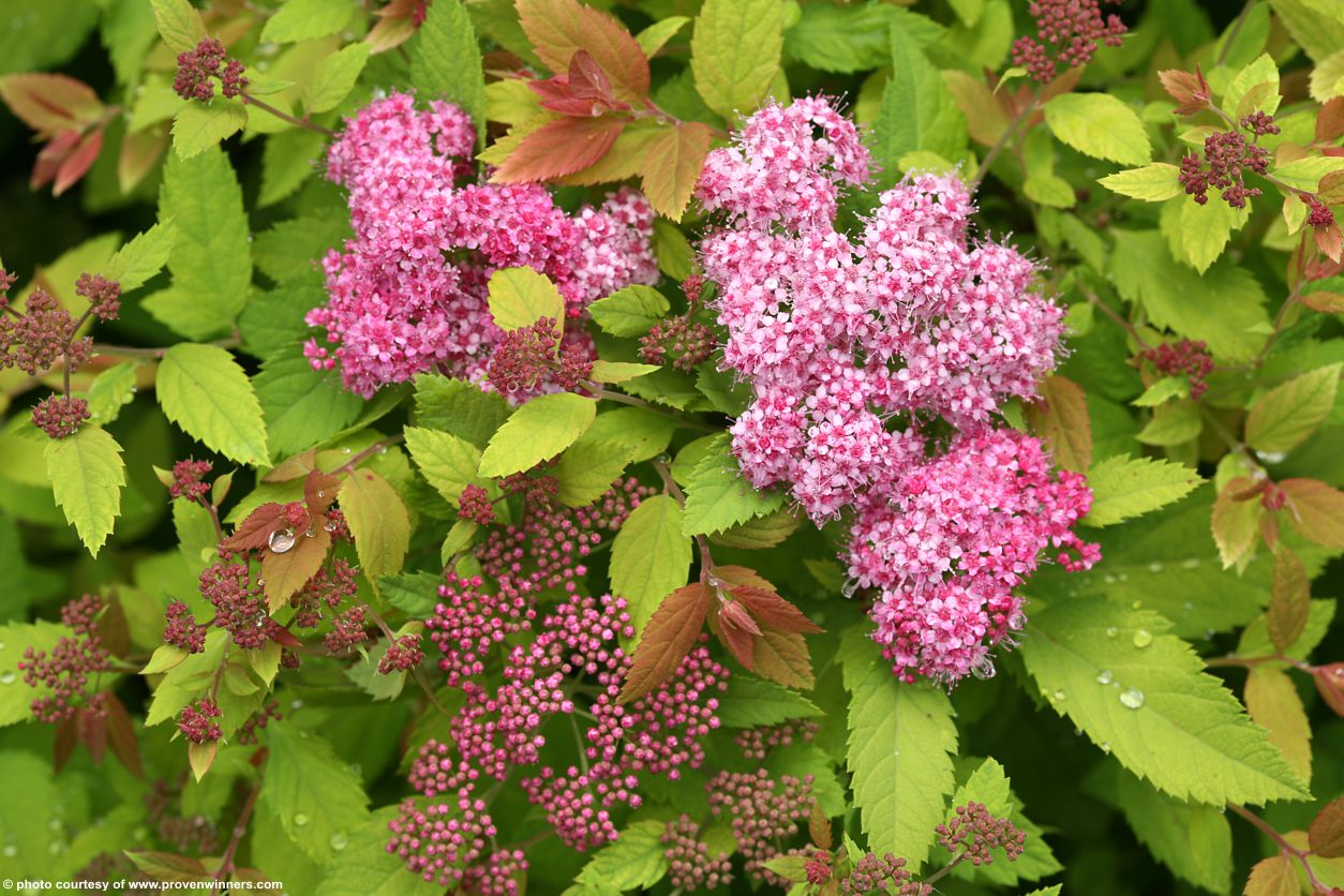 spiraea japonica Double Play Big Bang
