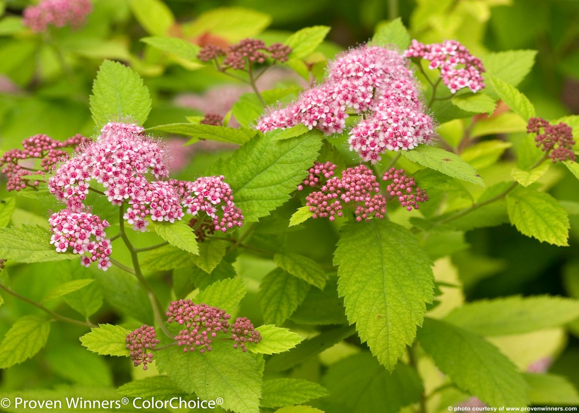 spiraea japonica Double Play Big Bang