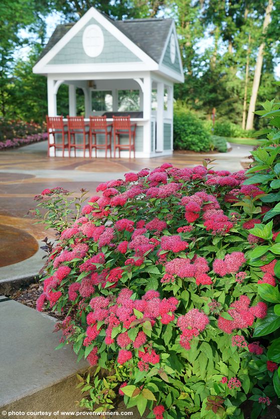 spiraea japonica Double Play Doozie