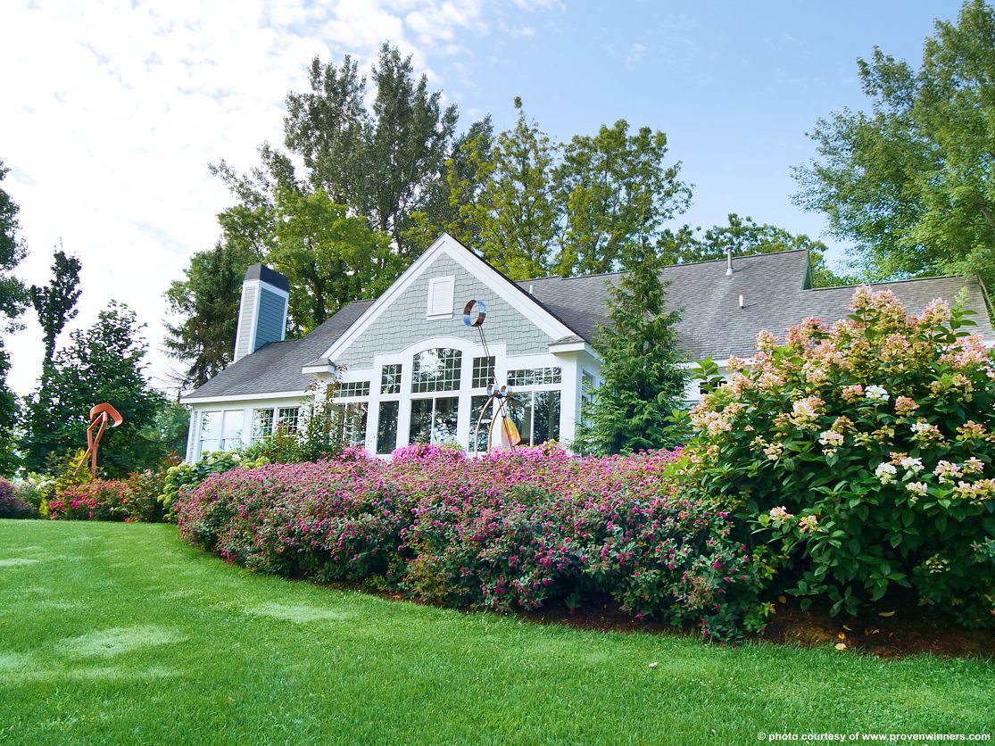 spiraea japonica Double Play Doozie