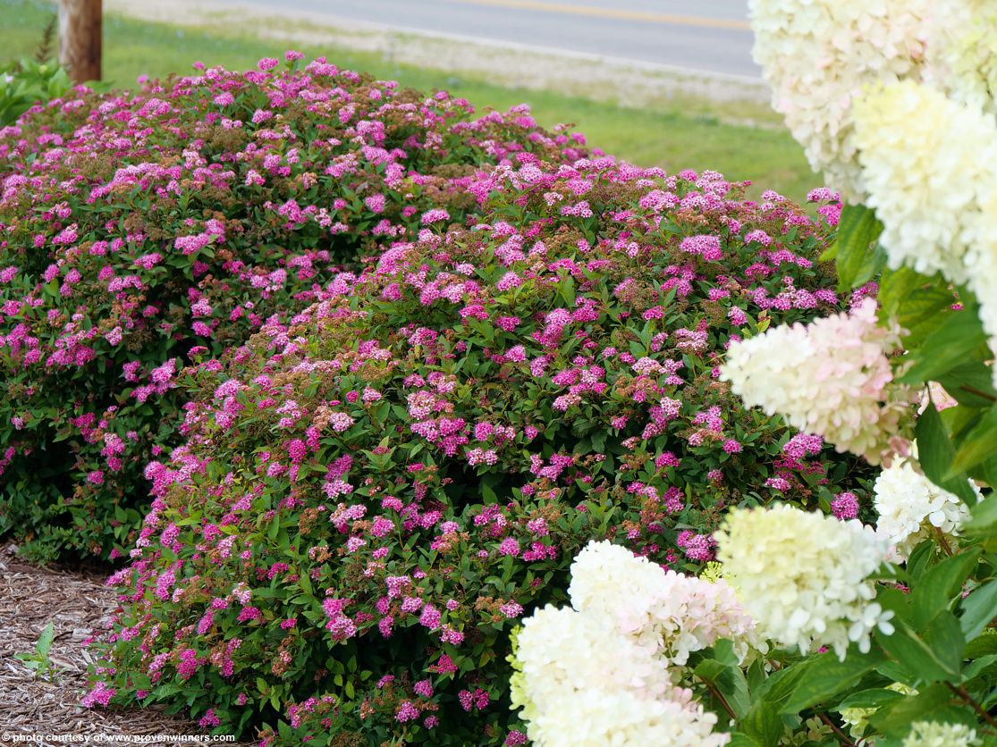 spiraea japonica Double Play Doozie
