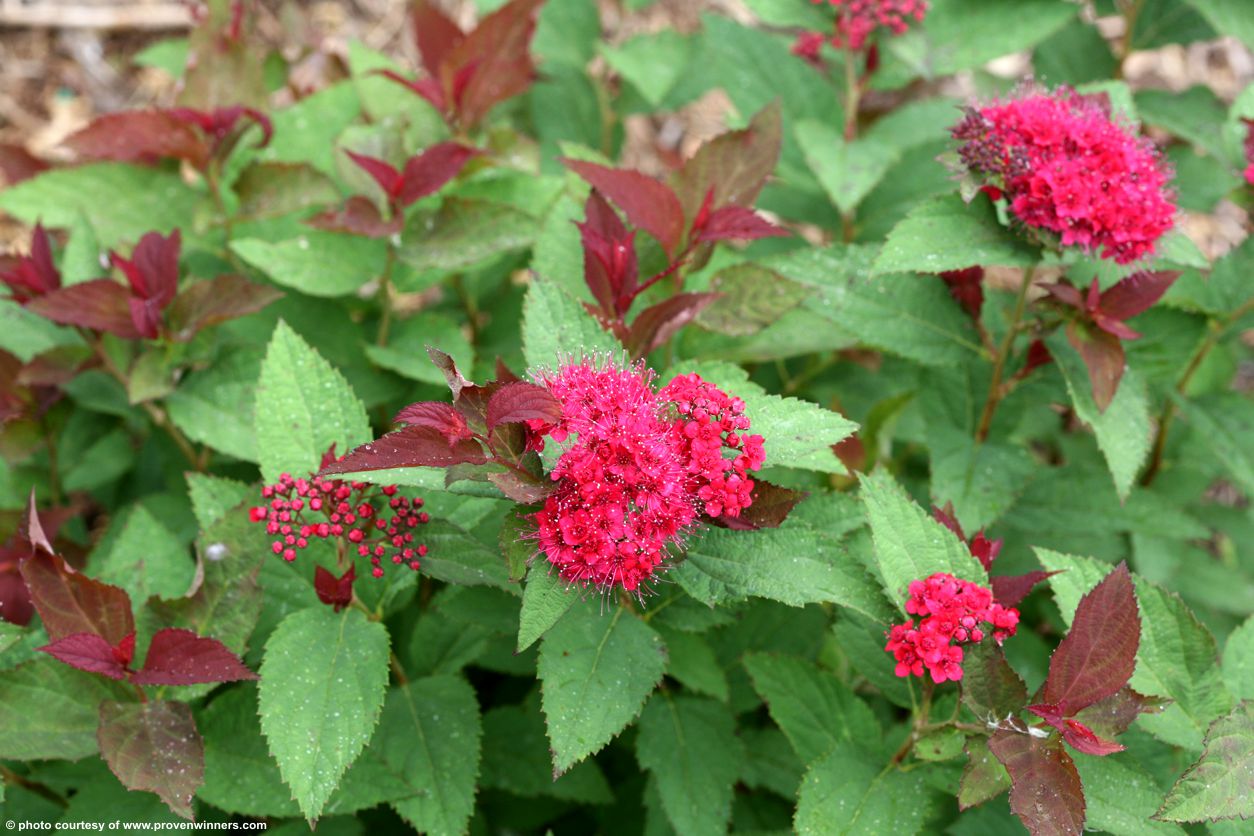 spiraea japonica Double Play Doozie