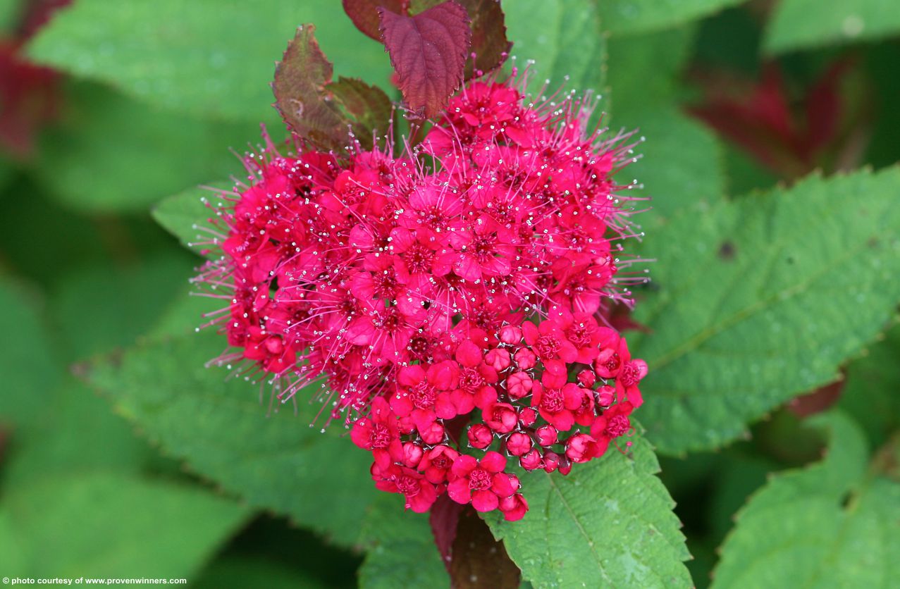 spiraea japonica Double Play Doozie