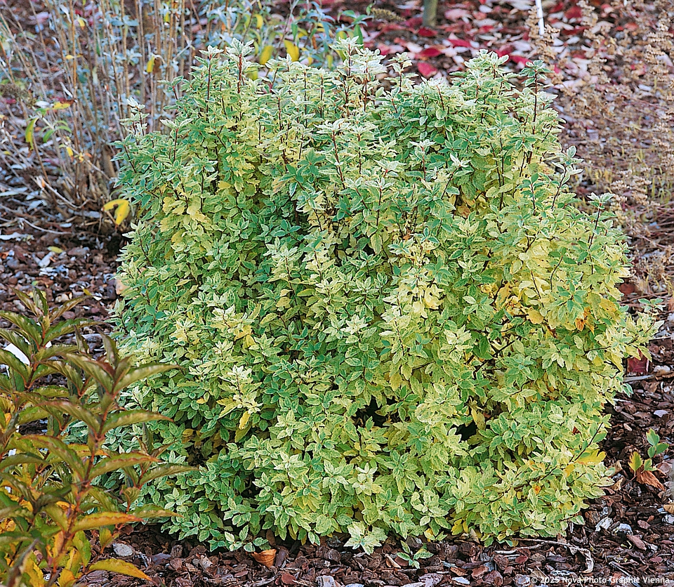 spiraea x vanhouttei Pink Ice