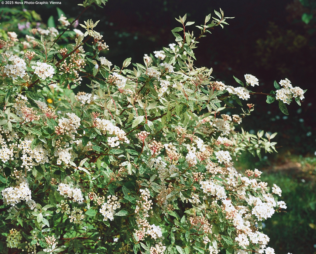 spiraea x vanhouttei Pink Ice