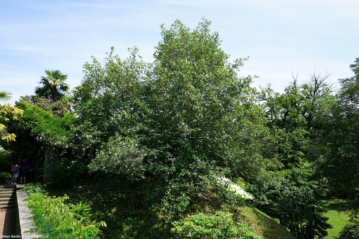 stewartia pseudocamellia