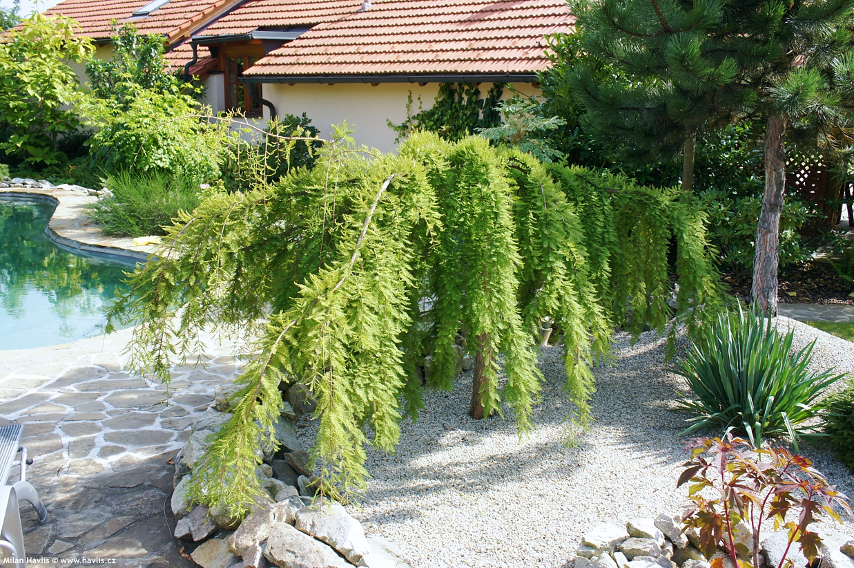taxodium distichum Cascade Falls