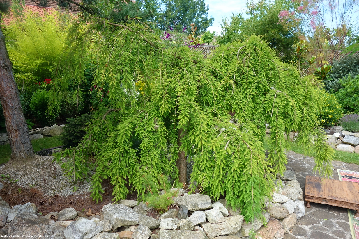 taxodium distichum Cascade Falls