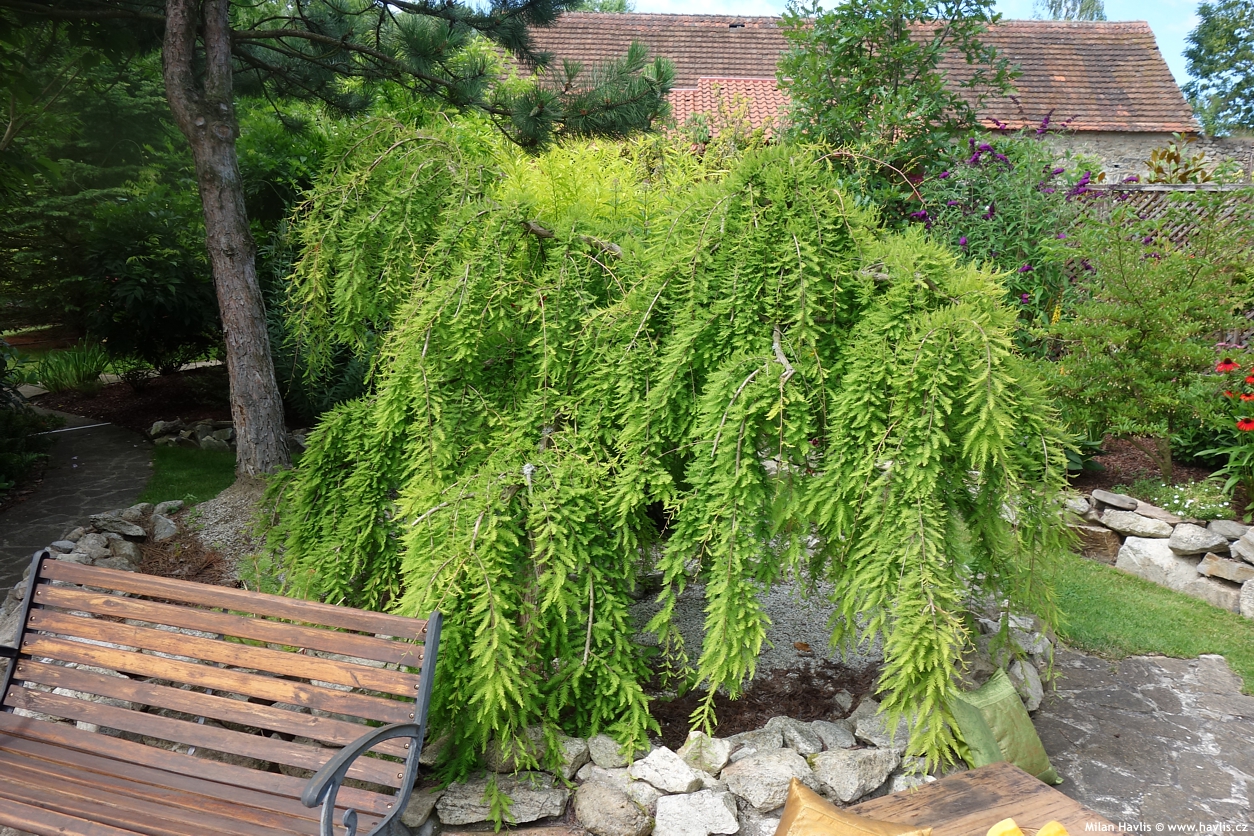 taxodium distichum Cascade Falls