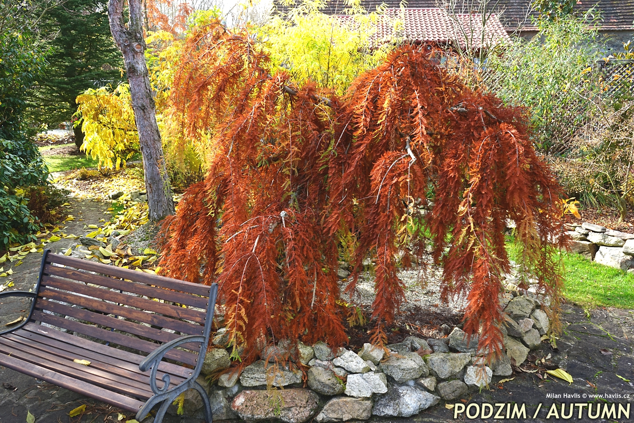 taxodium distichum Cascade Falls