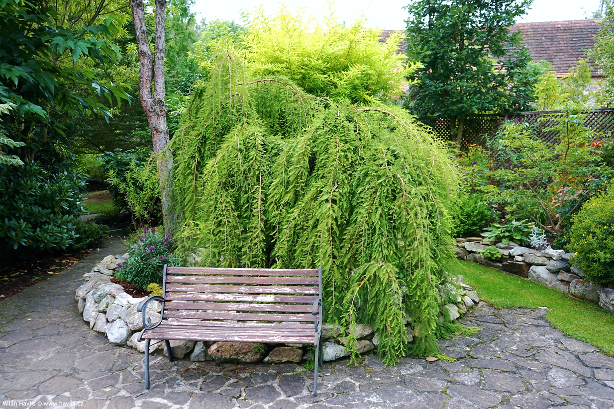 taxodium distichum Cascade Falls