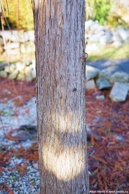 taxodium distichum Cascade Falls