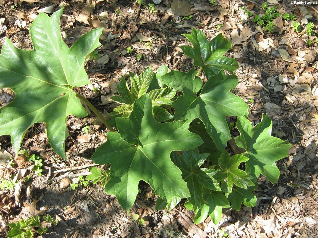 tetrapanax papyrifer
