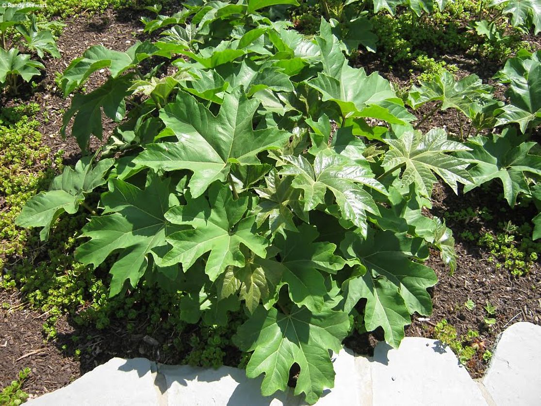 tetrapanax papyrifer