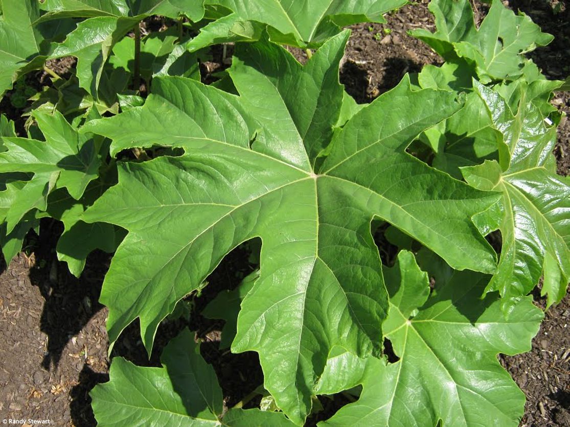 tetrapanax papyrifer