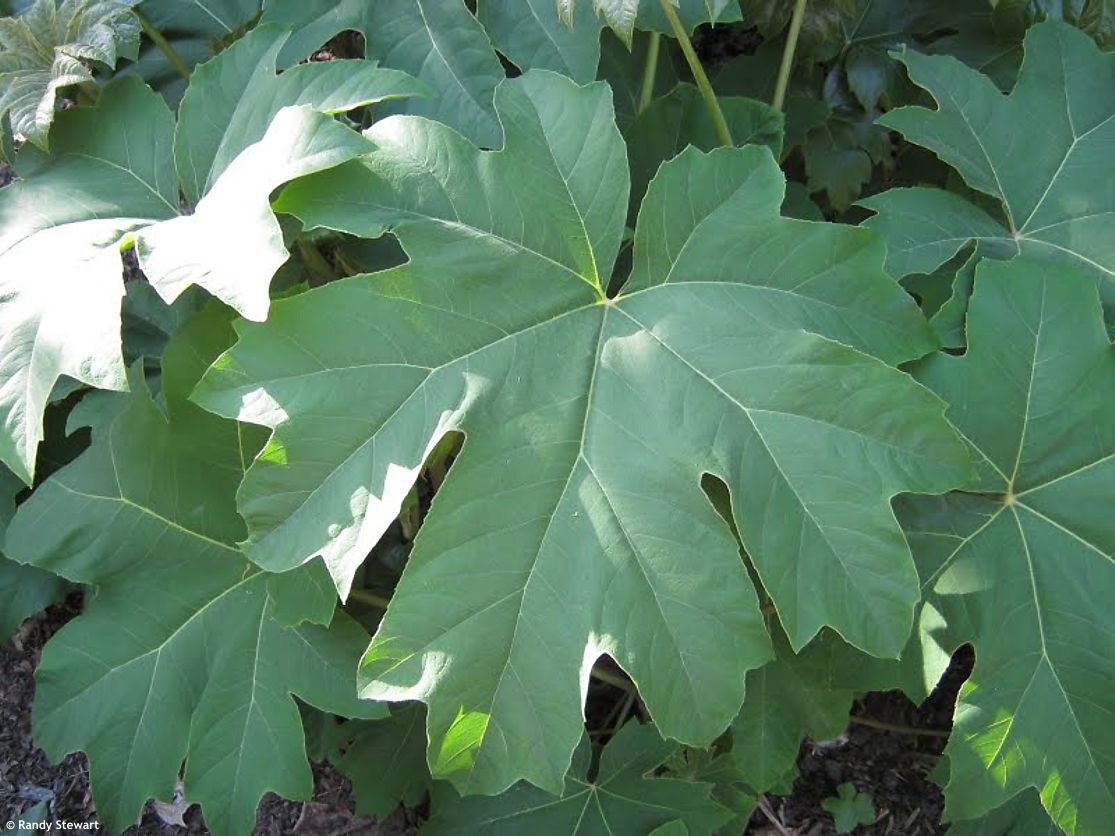 tetrapanax papyrifer