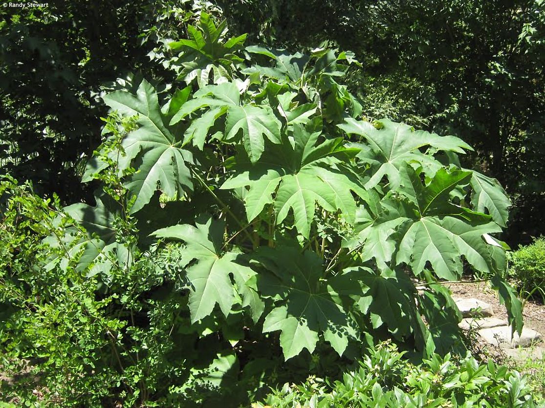 tetrapanax papyrifer