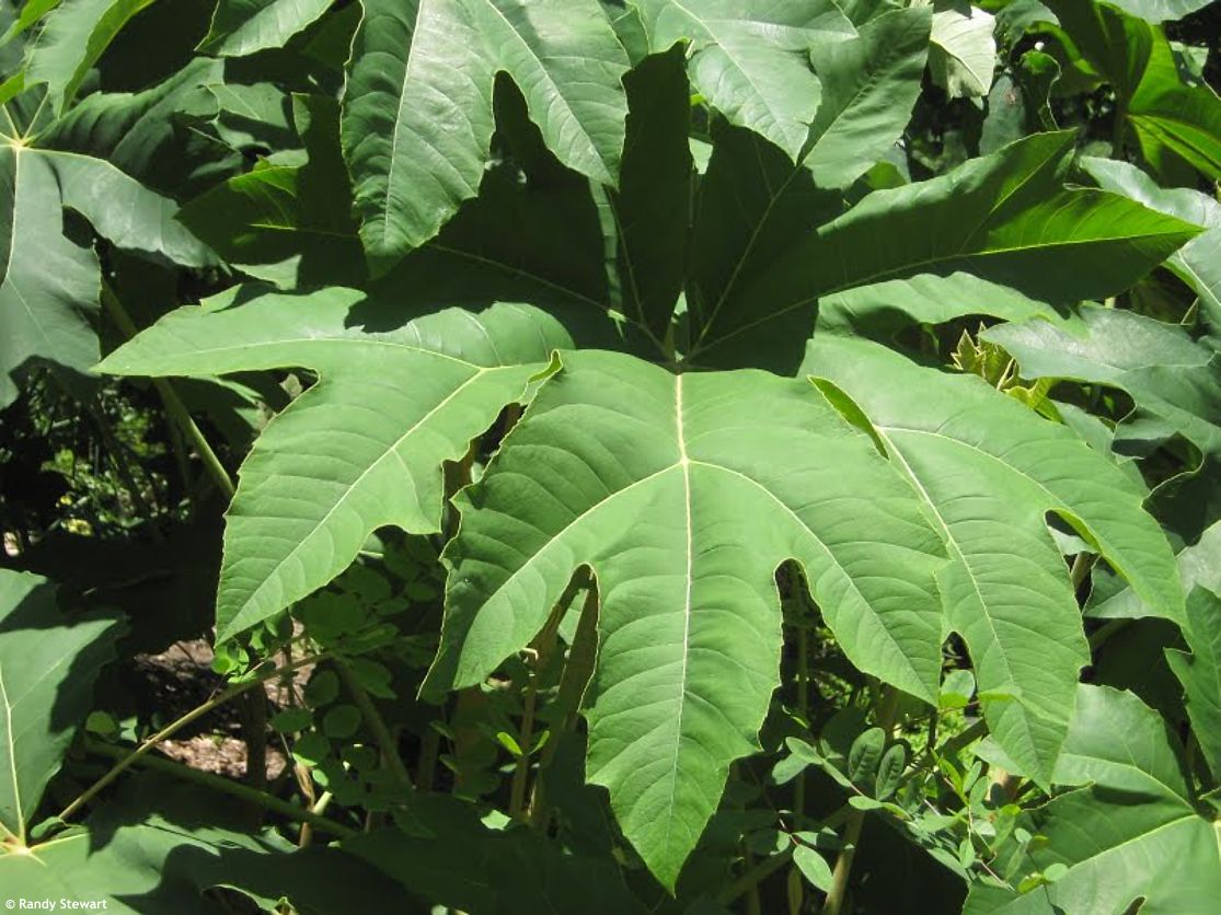 tetrapanax papyrifer