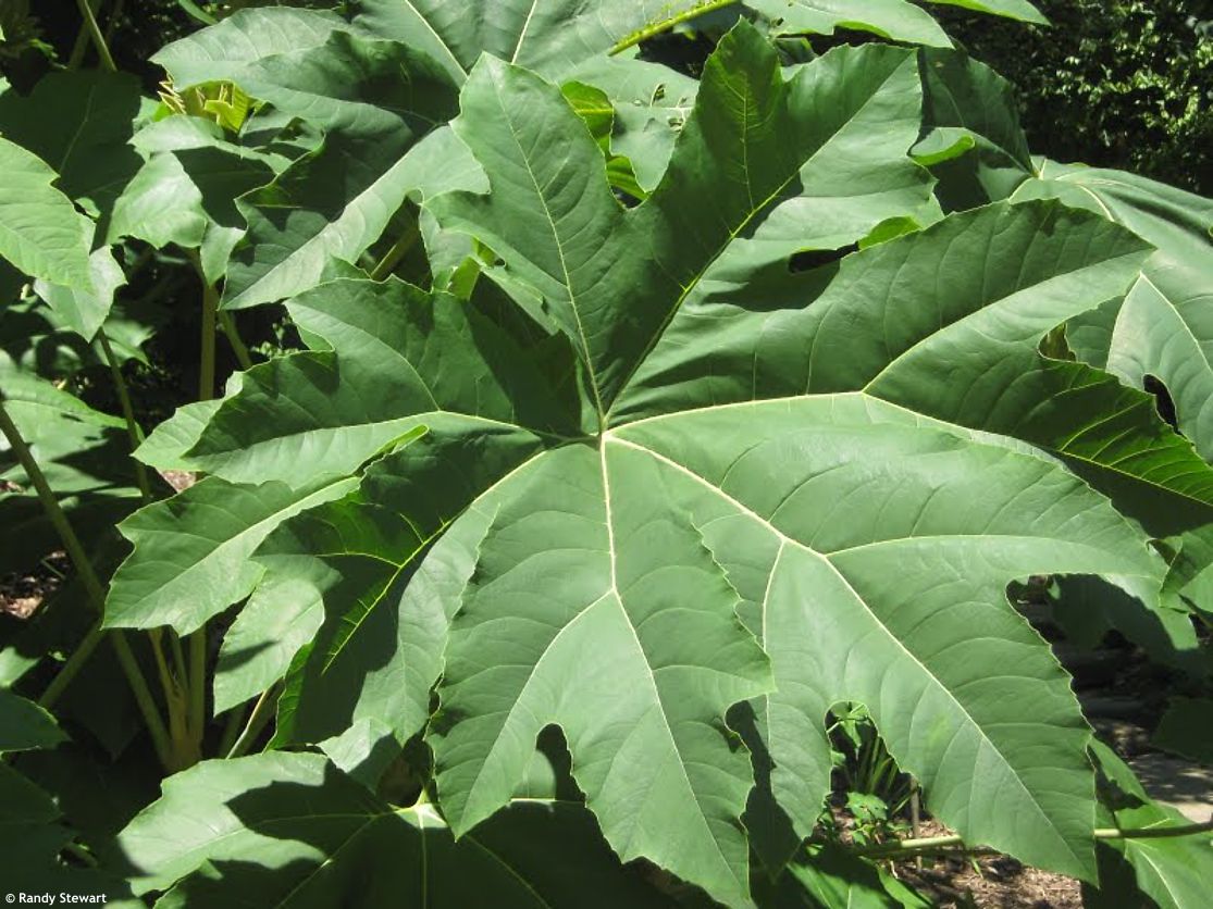 tetrapanax papyrifer