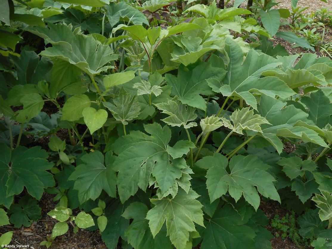tetrapanax papyrifer