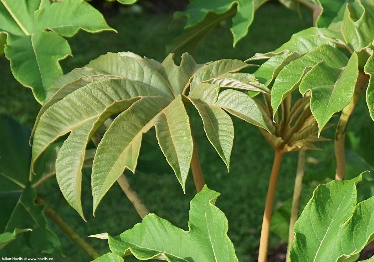 tetrapanax papyrifer Rex