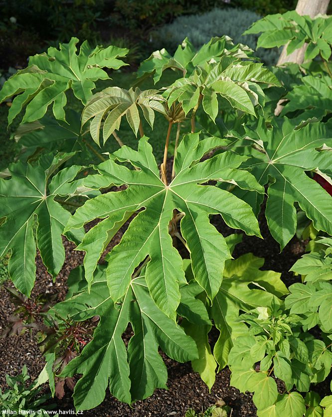 tetrapanax papyrifer Rex