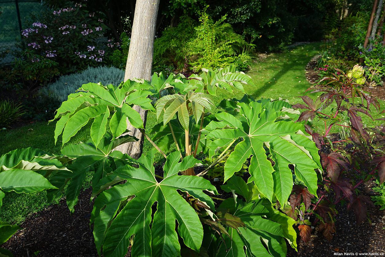tetrapanax papyrifer Rex