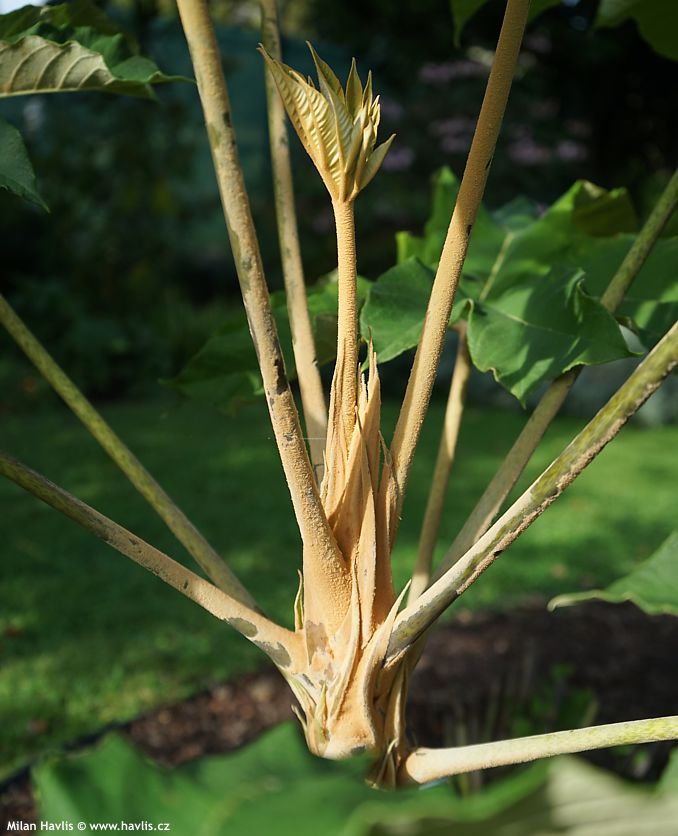 tetrapanax papyrifer Rex