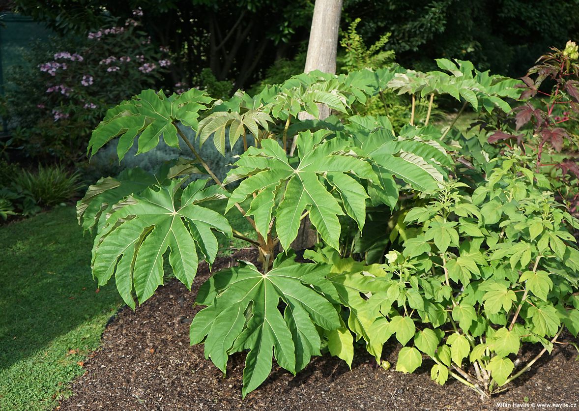 tetrapanax papyrifer Rex