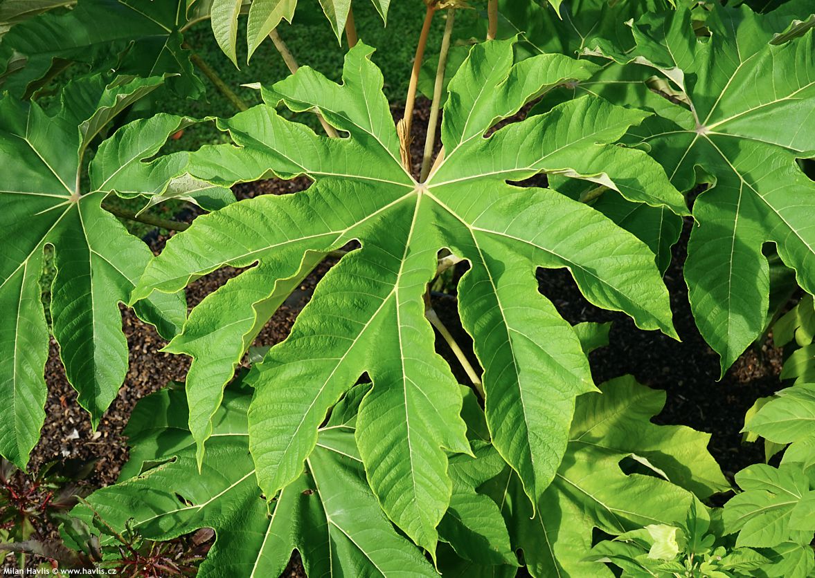 tetrapanax papyrifer Rex