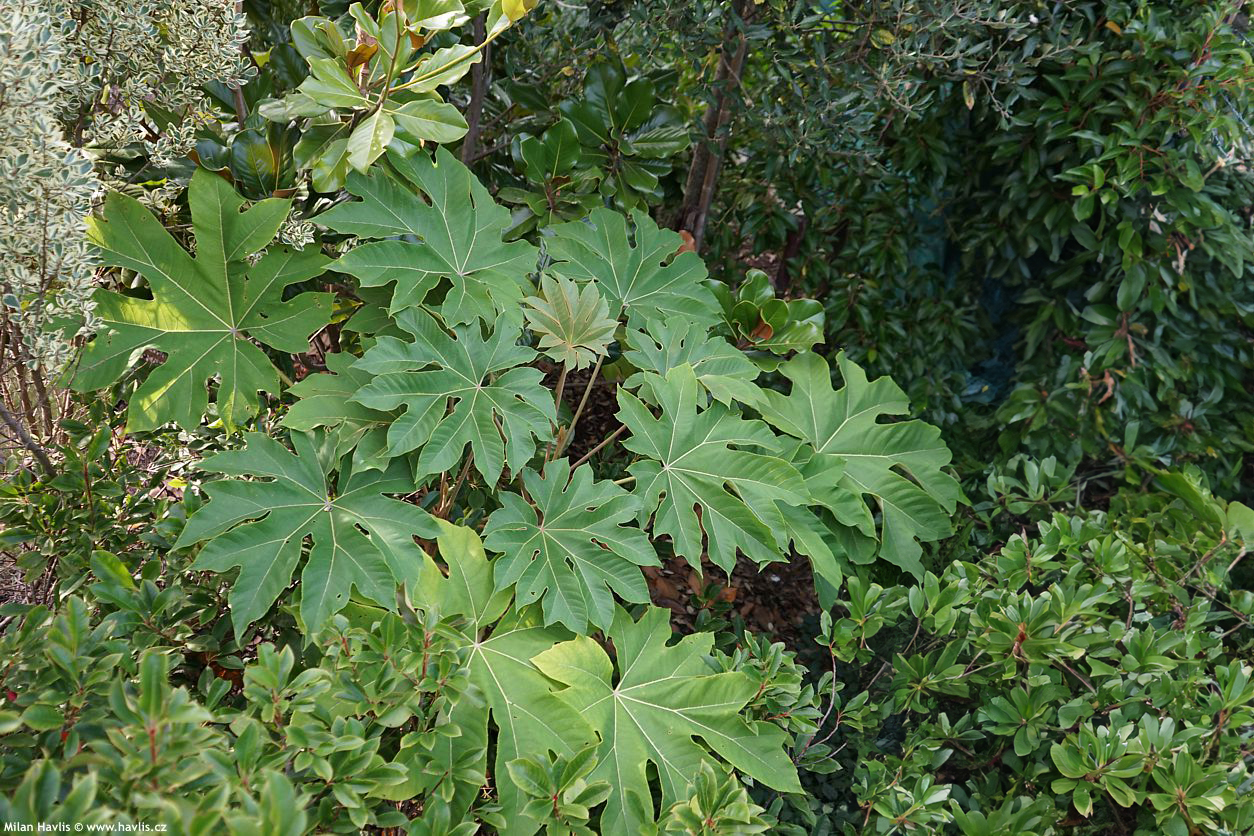tetrapanax papyrifer Rex