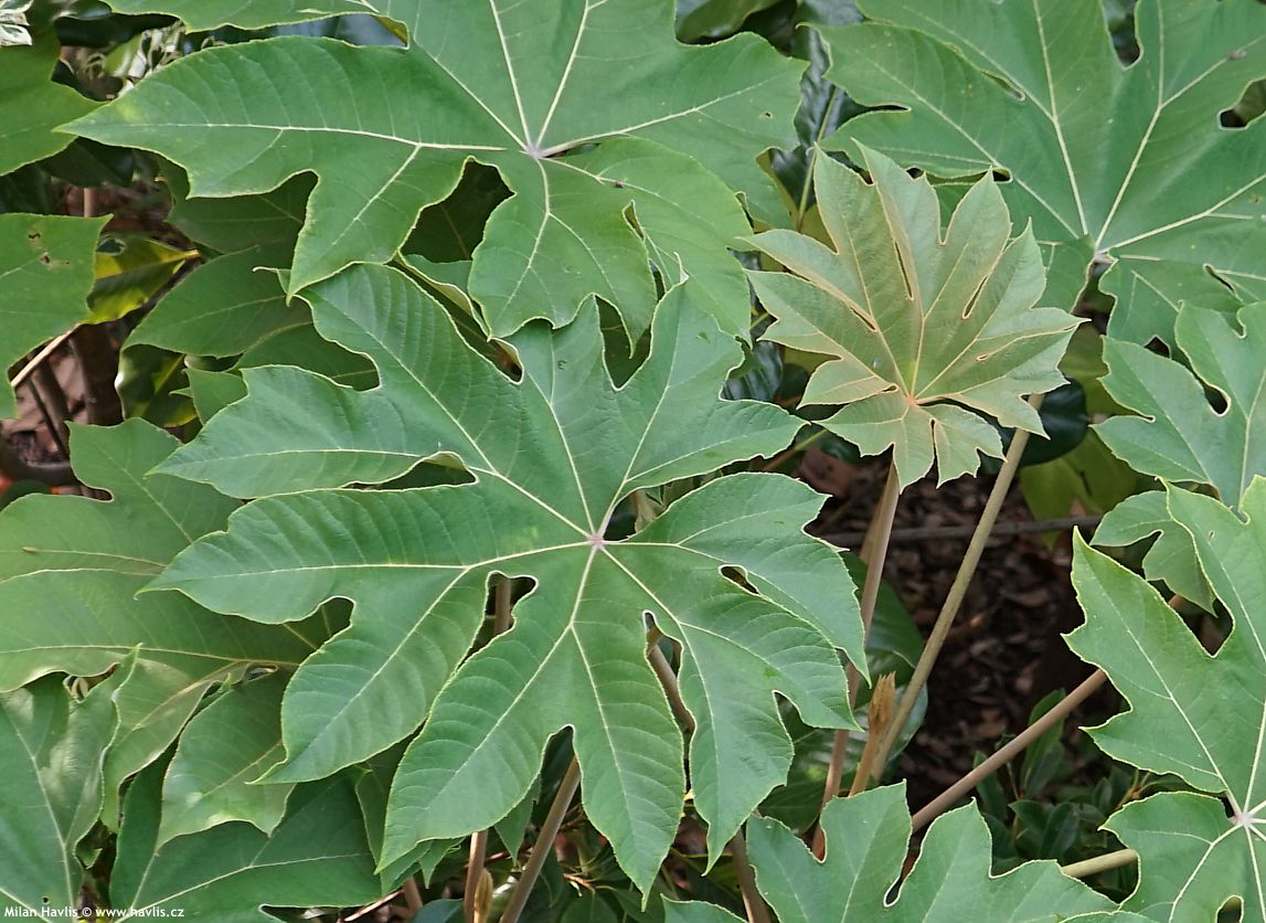 tetrapanax papyrifer Rex