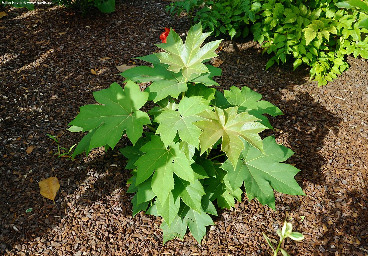 tetrapanax papyrifera Rex