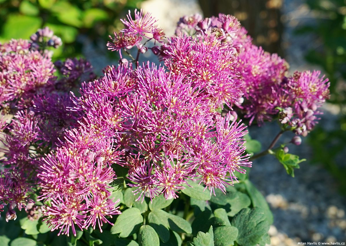 thalictrum Little Pinkie 2020 1.jpg
