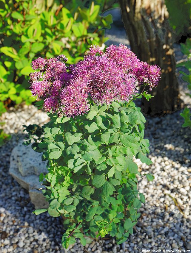 thalictrum Little Pinkie 2020 2 edit.jpg