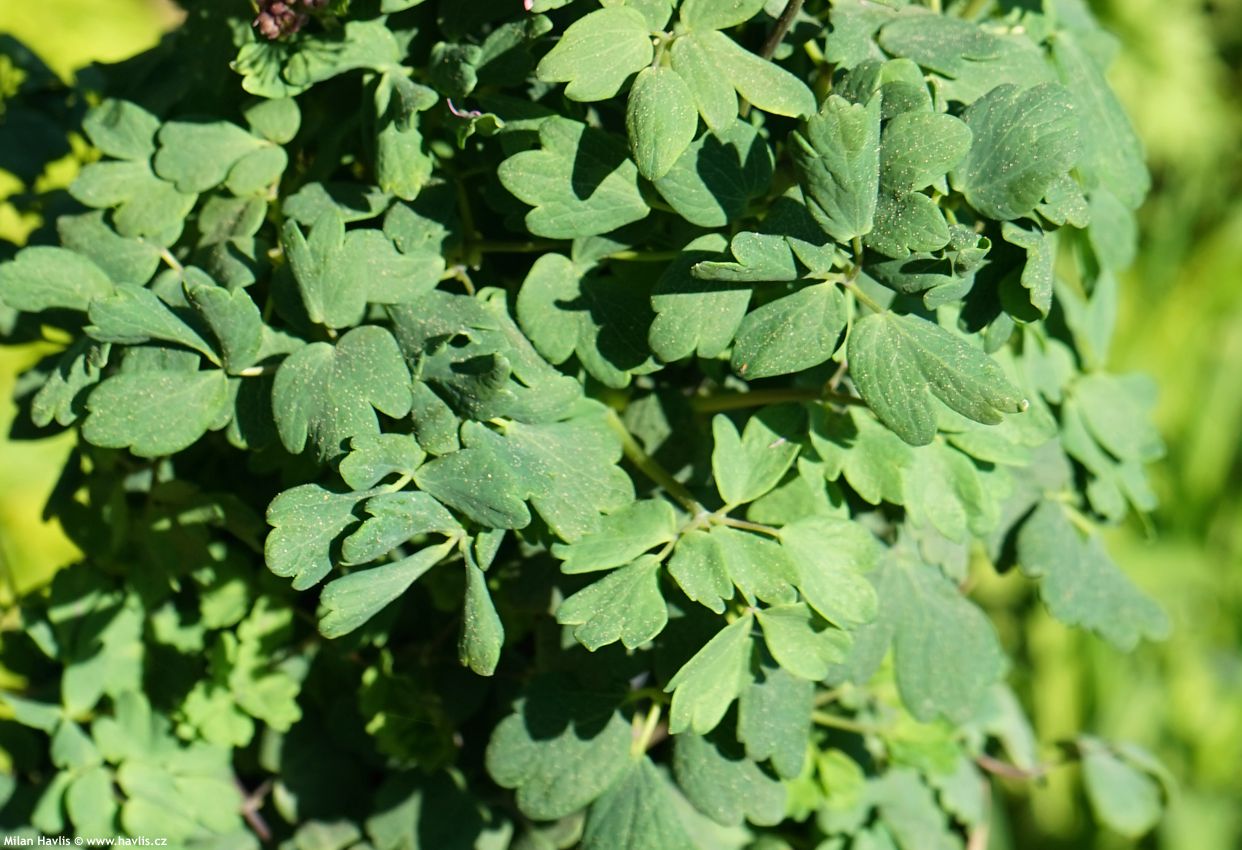 thalictrum Little Pinkie 2020 7.jpg