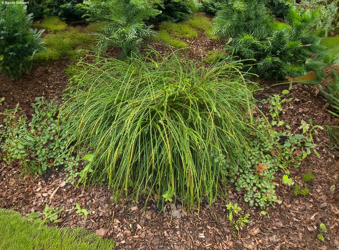 thuja plicata Whipcord RANDY edit.jpg