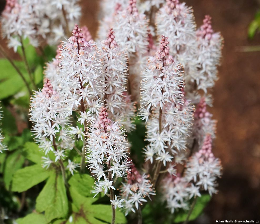 tiarella Spring Symphony