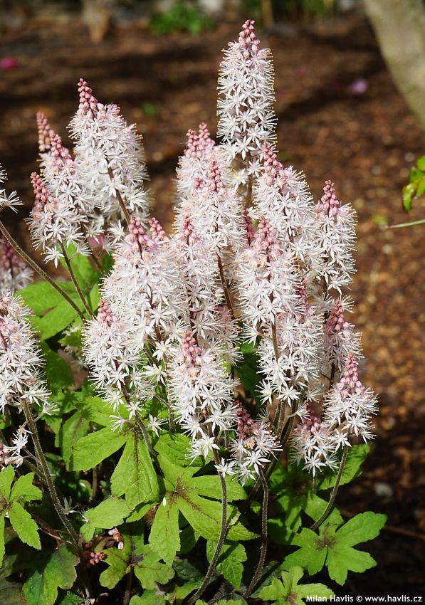 tiarella Spring Symphony jpg