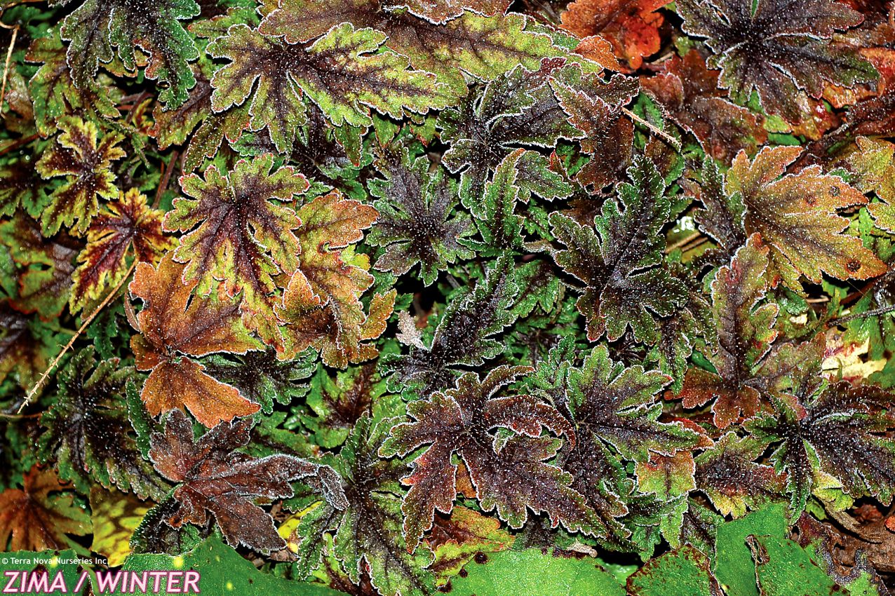 tiarella Spring Symphony