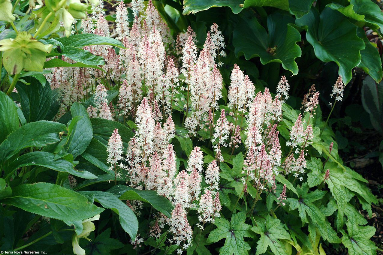 tiarella Spring Symphony