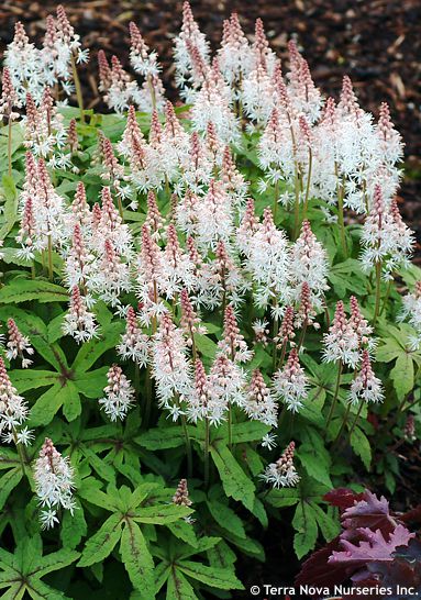Tiarella 'SPRING SYMPHONY'