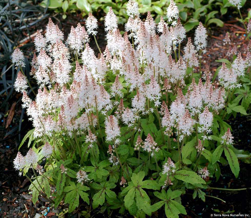 tiarella Spring Symphony