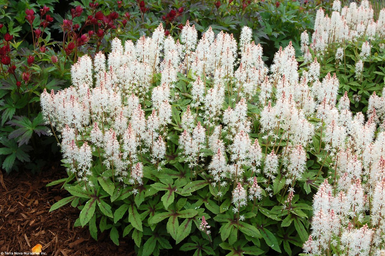 tiarella Spring Symphony