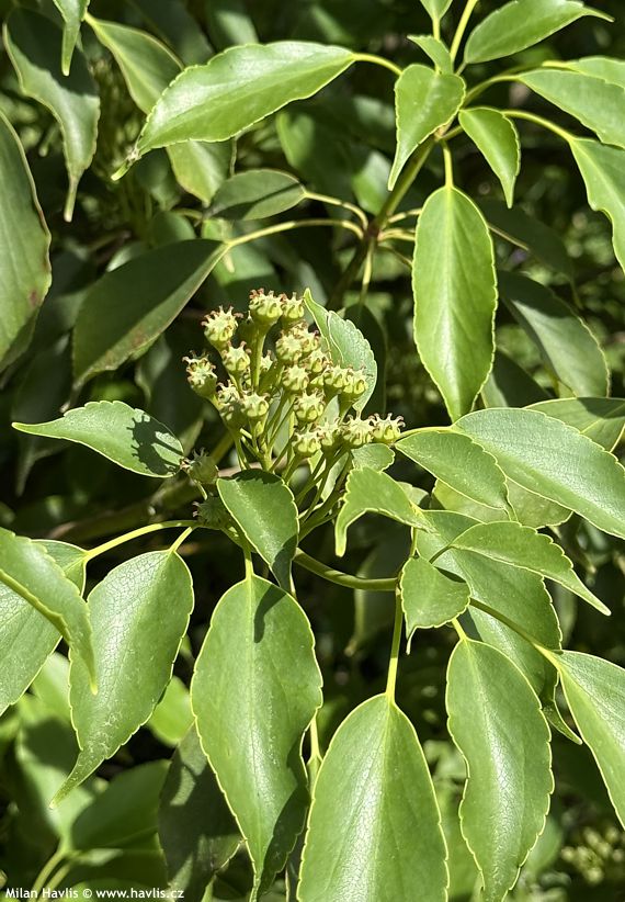 trochodendron aralioides
